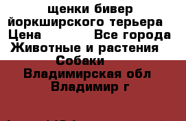 щенки бивер йоркширского терьера › Цена ­ 8 000 - Все города Животные и растения » Собаки   . Владимирская обл.,Владимир г.